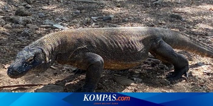 Wisata edukasi di Taman Nasional Komodo untuk anak-anak