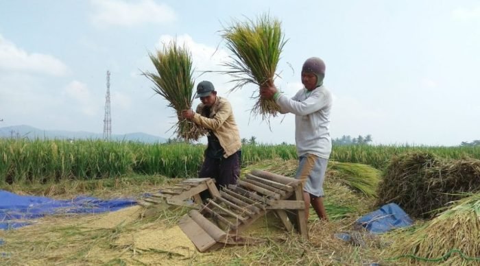 Pertanian teknologi saja apa sih kegunaannya jenis ragam alat tanah masa pengolah mcp Pertanian teknologi saja apa sih kegunaannya jenis ragam alat tanah masa pengolah mcp