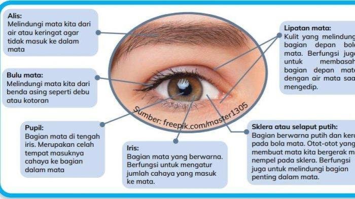 Mekanisme berkedip ratusan kali sehari