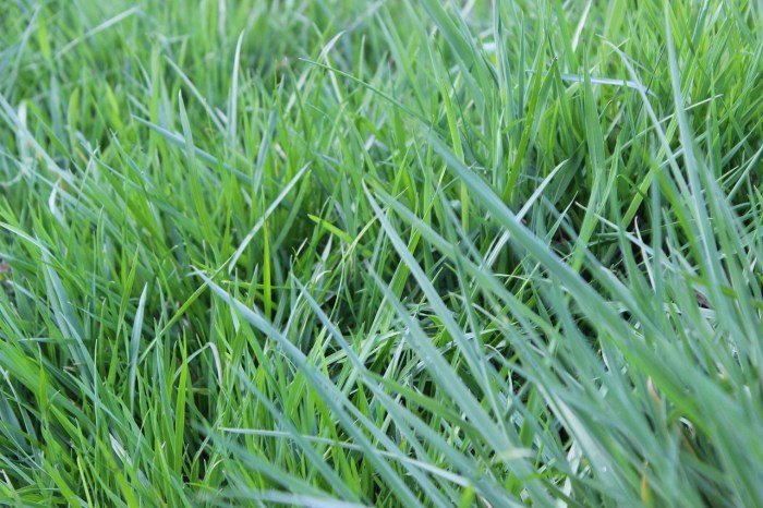 Alasan rumput basah berbau khas pagi hari