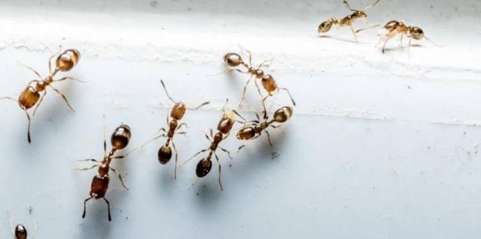 Alasan semut tidak tersesat meski tanpa peta