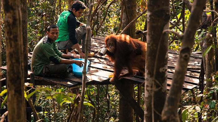 Wisata konservasi satwa di Taman Nasional Bukit Lawang