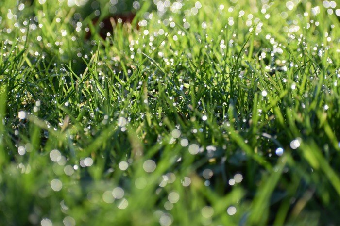Alasan rumput basah berbau khas pagi hari