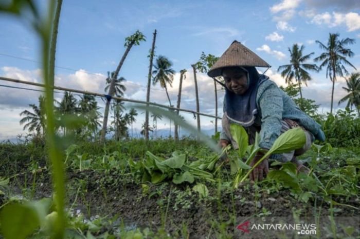 Strategi pengembangan sektor pertanian di indonesia untuk ketahanan pangan