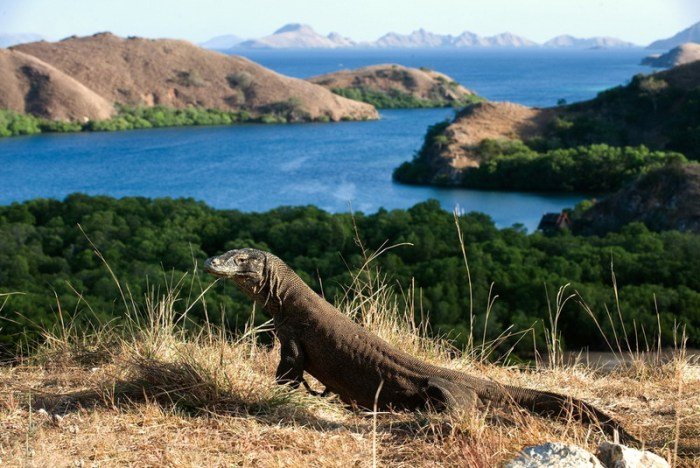 Komodo taman nasional ntt pulau hal harus dilakukan padar tn istimewa tempat bagian bajo labuan besar mytrip